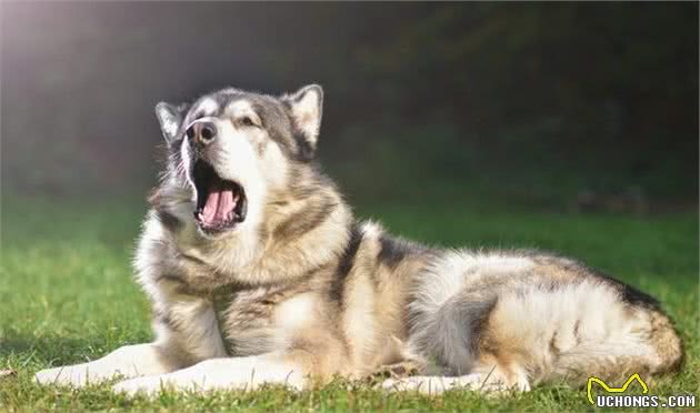 犬护食，看到陌生人就想咬？狗狗可能需要进行脱敏训练
