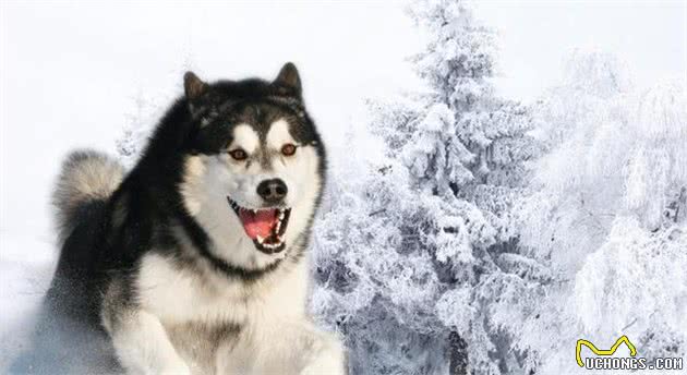 犬护食，看到陌生人就想咬？狗狗可能需要进行脱敏训练