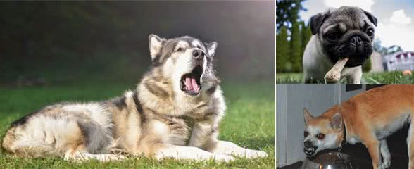 犬护食,看到陌生人就想咬?狗狗可能需要进行脱敏训练