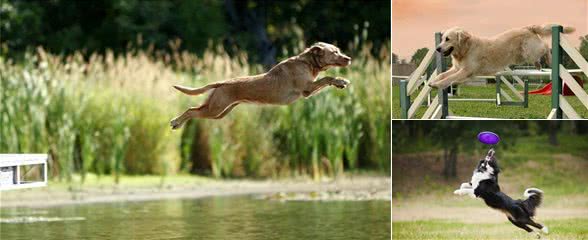 你的狗狗需要运动吗?主人说的不算,得看看它是否有这7个迹象