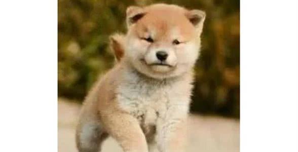 科普你究竟为什么要给宠物做体检？
