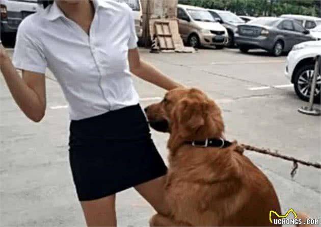 金毛犬虽然很优秀，但不能接受这6点的话，最好还是不要养