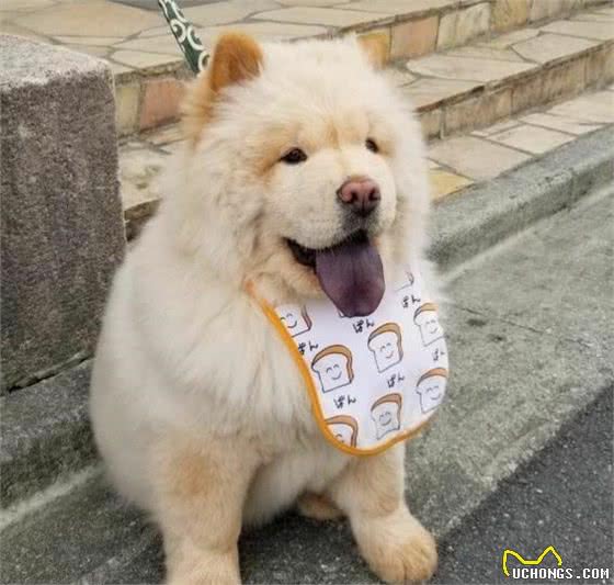 “狗中大熊猫”—松狮犬有7个优点，你想养一只吗？