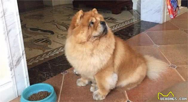 “狗中大熊猫”—松狮犬有7个优点，你想养一只吗？
