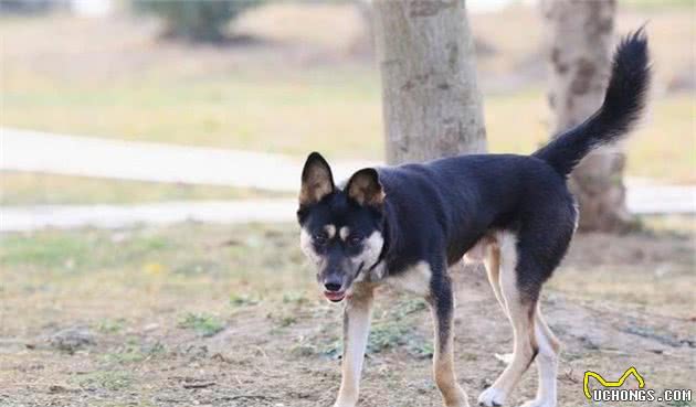 为“国犬”—中华田园犬正名！