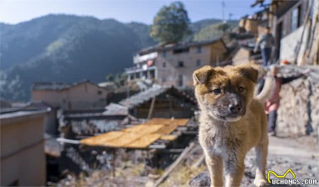 为“国犬”—中华田园犬正名！