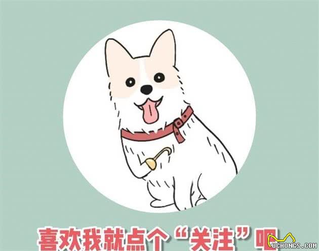 犬类细小病毒其实不可怕，关键都在这篇文章里