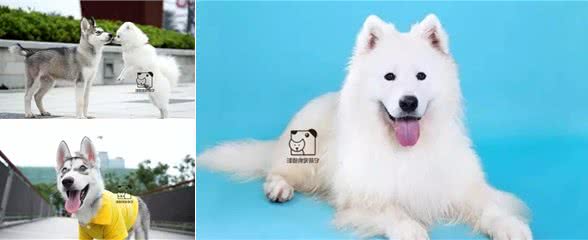 为什么狗常常喜欢抱人腿？