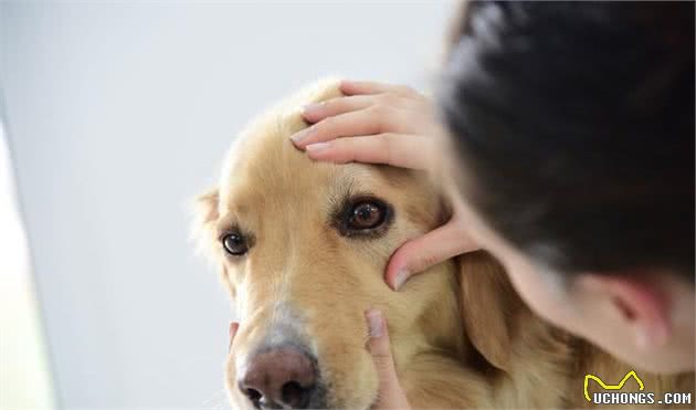 不想狗狗狗眼睛失明，了解眼部知识很重要，你狗狗有这些状况吗？