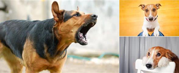 狗狗对客人狂吠不止？主人大声呵责却更起劲！几招让犬安静下来