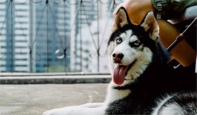 犬种科普介绍哈士奇（西伯利亚雪橇犬）