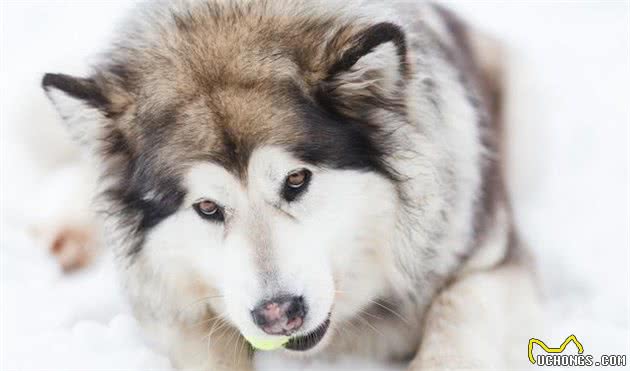 犬种科普介绍哈士奇（西伯利亚雪橇犬）