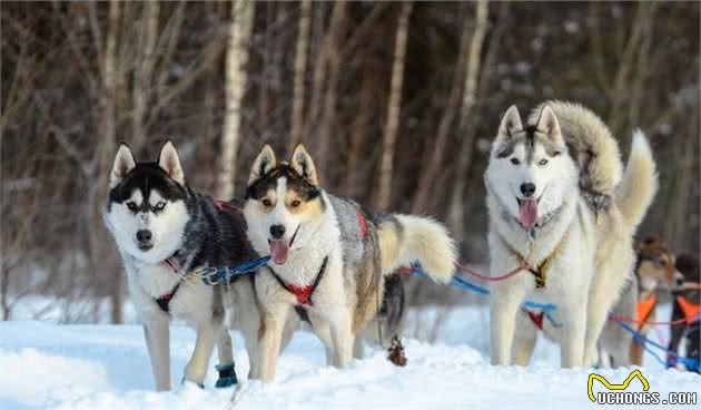 犬种科普介绍哈士奇（西伯利亚雪橇犬）