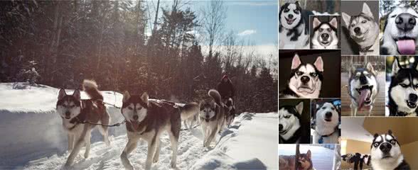 犬种科普介绍哈士奇（西伯利亚雪橇犬）