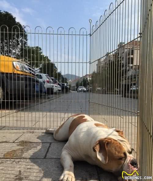 我是美国斗牛犬，一个超级大宅女！既不恶霸，也不可怕~