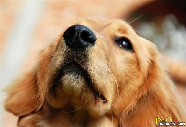 一只狗狗好不好，只要看这6个地方就行，别再傻傻被骗了