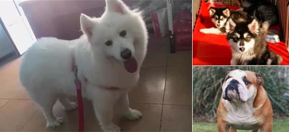 买狗之前到底要注意什么，原来被套路了这么久！