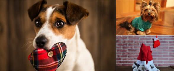 狗狗不喜欢主人，对它做这7件事，可能还会翻脸