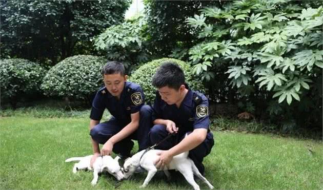 杰克罗素梗犬是什么梗？让冲冲和奔奔来告诉你