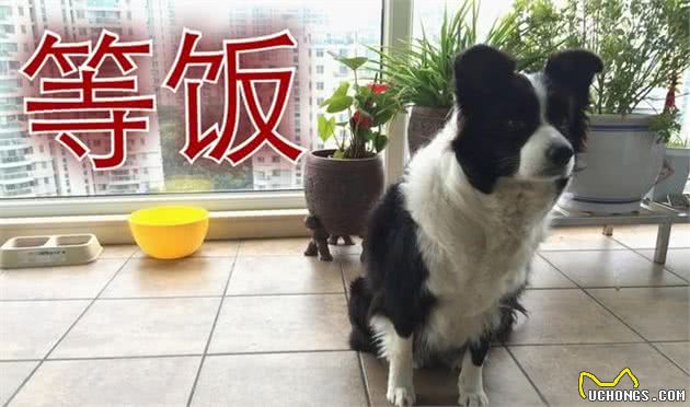 边牧犬这6种行为，中三种以上，说明你没“白养”它