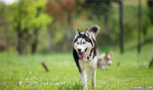 宠物多大被视为老年犬？关于老年犬的几块饮食选择，你知道多少？