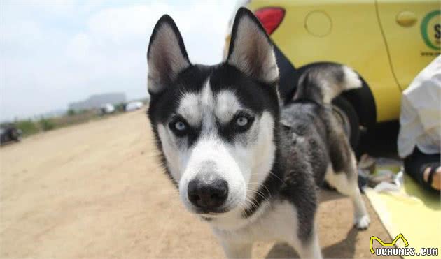 宠物多大被视为老年犬？关于老年犬的几块饮食选择，你知道多少？