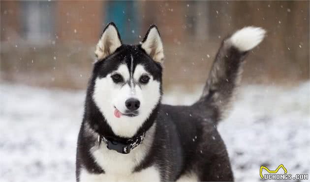 宠物多大被视为老年犬？关于老年犬的几块饮食选择，你知道多少？