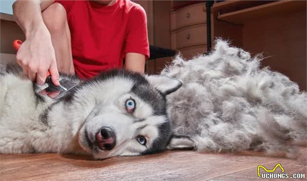 宠物多大被视为老年犬？关于老年犬的几块饮食选择，你知道多少？