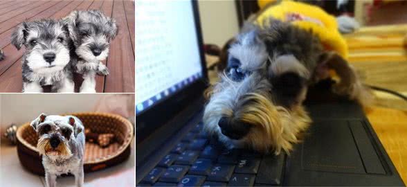 想养雪纳瑞犬？那么这5大缺陷，你可否接受了！