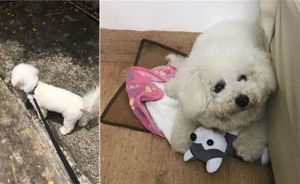 狗狗走丢了，黄金72小时找回方法