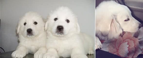 莫非因为这些，你才不养大白熊犬的原因吗？