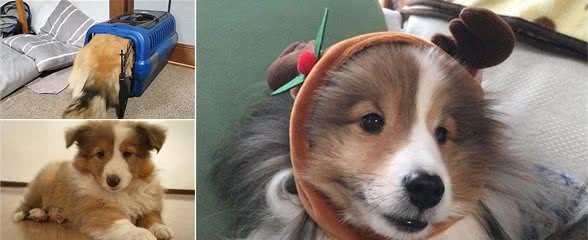 53斤喜乐蒂犬试图钻回幼时航空箱，结果笼子却不堪重负被撑坏