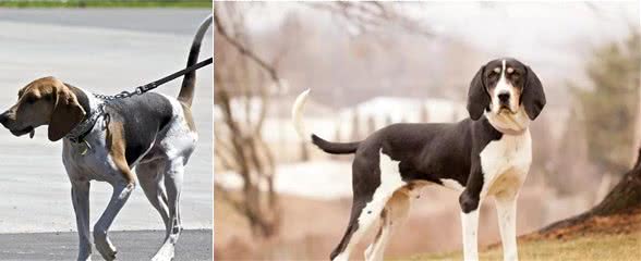 树丛浣熊猎犬：毛短但运动量大，不容易训练不好养