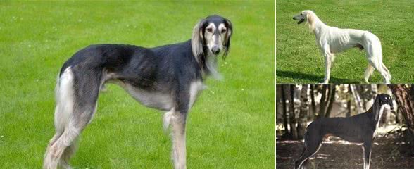 萨路基猎犬体味程度造成体味的4大原因
