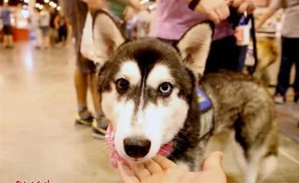 狗狗的眼神看着像婴儿？研究者：它们的眼睛进化了