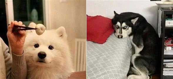 狗狗害怕这些事！你家狗子全中了么？