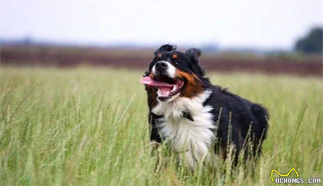 伯恩山犬会带孩子吗伯恩山犬不可带小孩