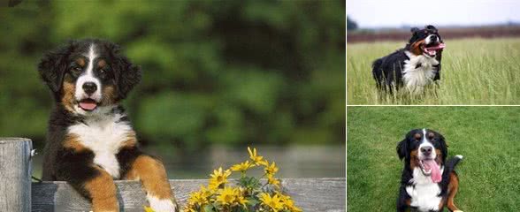 伯恩山犬会带孩子吗伯恩山犬不可带小孩