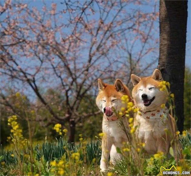 给狗狗喂犬粮应注意的三点