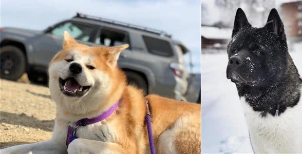 以忠犬八公而闻名于世的秋田犬，跟柴犬还有着最萌身高差呢