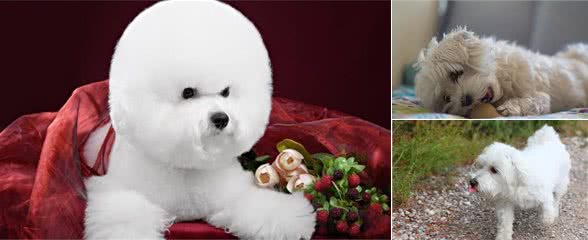 养狗老手告诉你：看比熊犬这5个地方，就能够挑到最好的那只狗