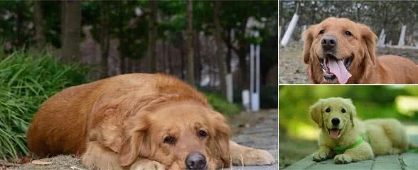?金毛犬那么可爱，好养么？新手要知道这几点，不然可能会后悔