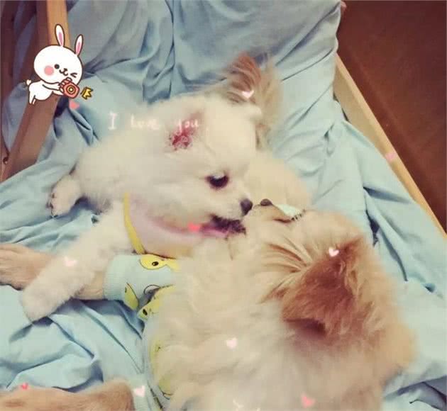 如何正确的给狗狗洗澡？9件神器给你想不到的结果