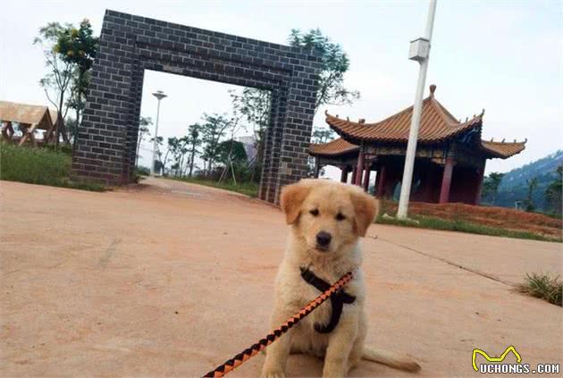 辟谣，为避暑给爱犬剪毛其实不可取，失去被毛后狗狗更容易受高温伤害