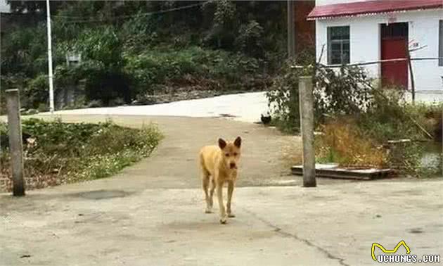 土狗为什么不受重视中华最古老的家犬—中华田园犬