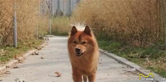 土狗为什么不受重视中华最古老的家犬—中华田园犬