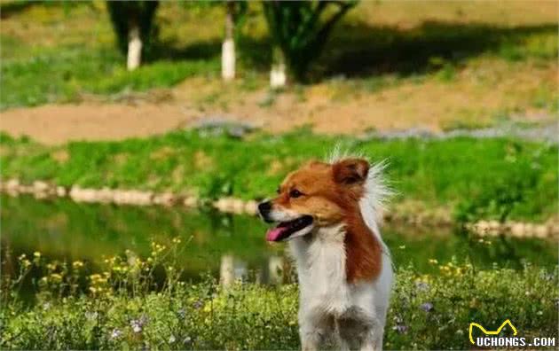 土狗为什么不受重视中华最古老的家犬—中华田园犬