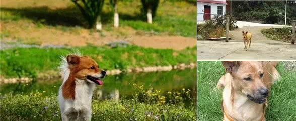 土狗为什么不受重视中华最古老的家犬—中华田园犬