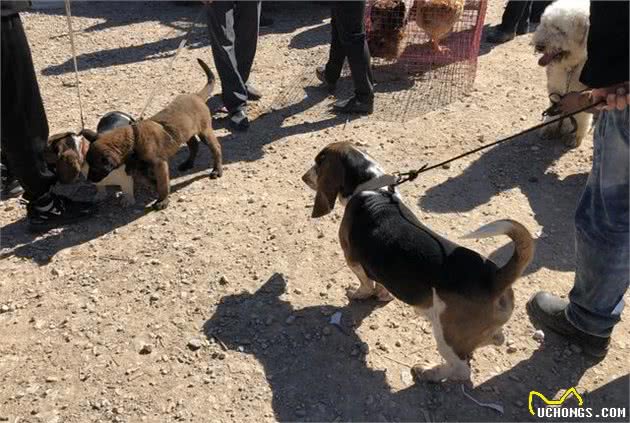 男子拉着一只比格猎犬在犬市游走，却因品相不好无人购买？