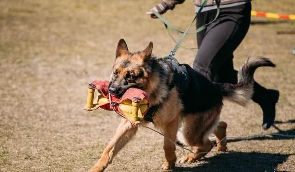 全方位解读，被称为全能战士的德国牧羊犬，2种派系各具特色